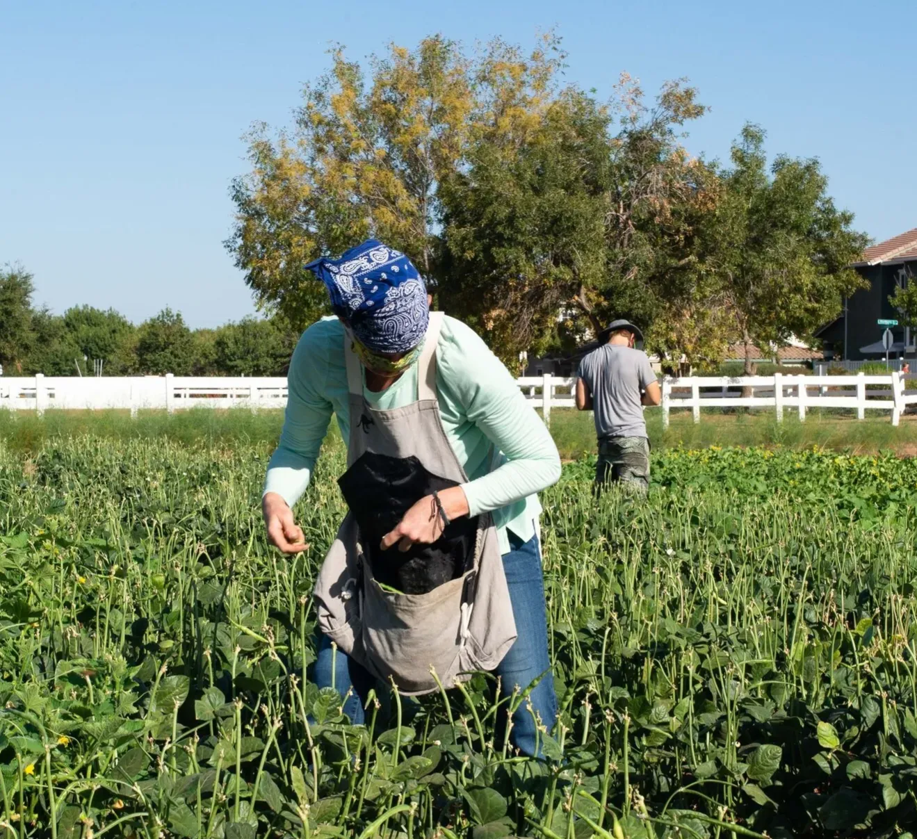 Volunteer with Our Farm Team! thumbnail