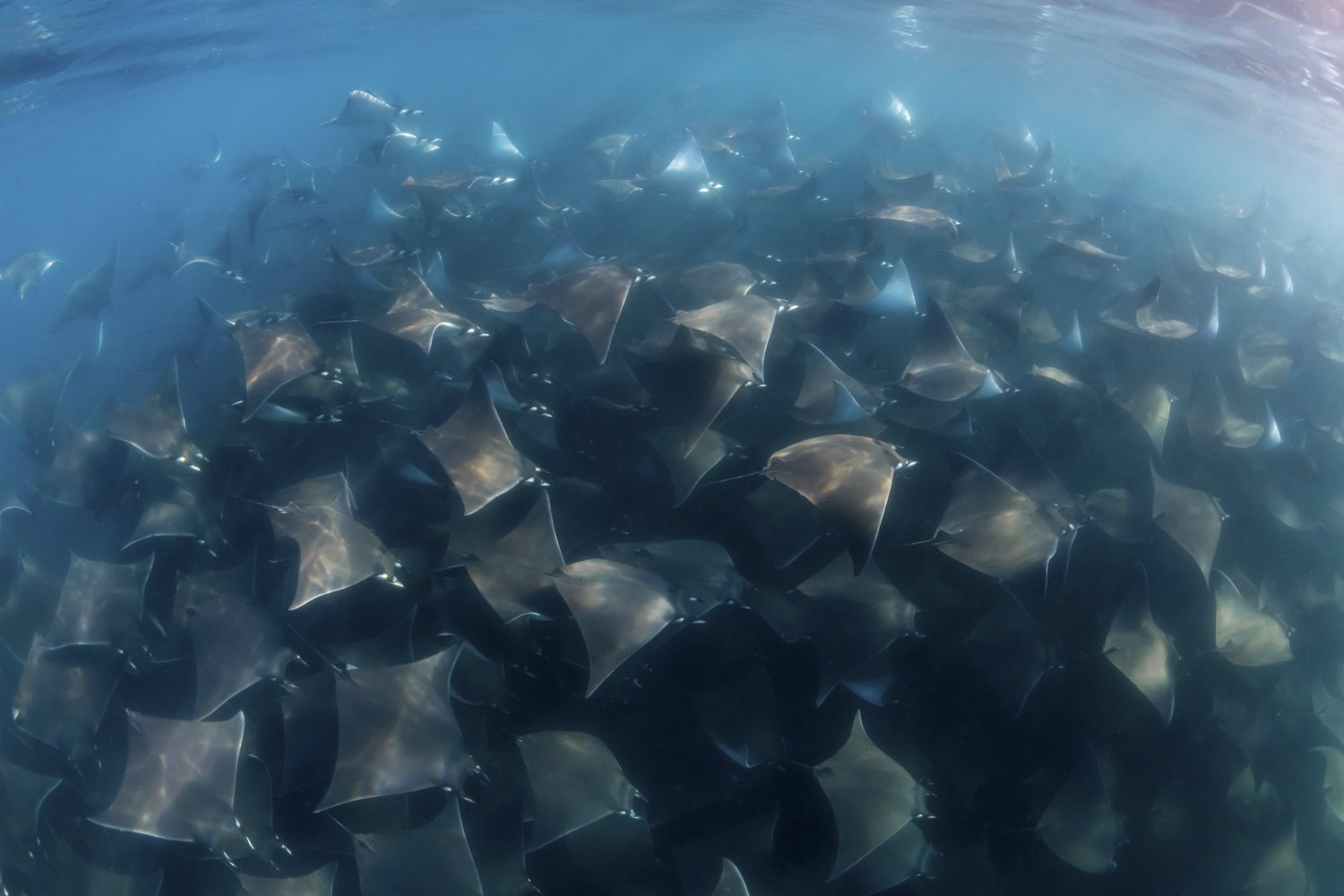 Swim with Mobula Rays in the Gulf of California  thumbnail