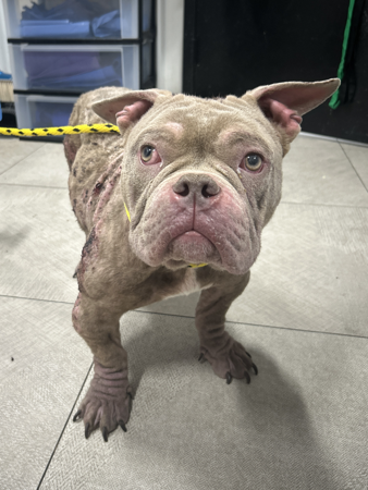 Donate to the ResQ Fund! thumbnail