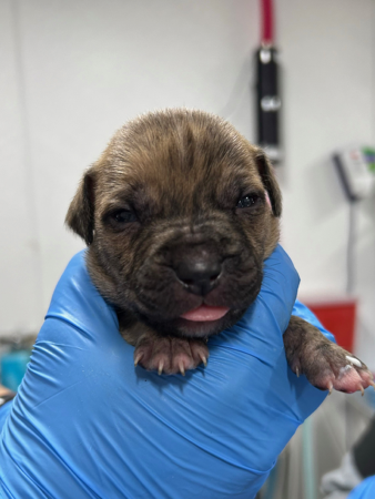 Urgent !Puppies in Desperate Need! thumbnail