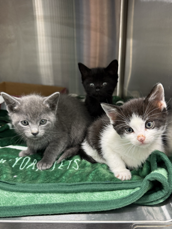 Kitten College Foster Class Registration thumbnail