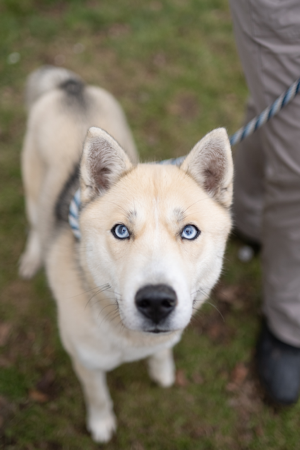 Become a Share A Pet Member thumbnail