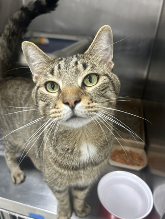 View Adoptable Pets thumbnail