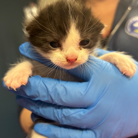 Kitten College- Vet Pros 10am Session thumbnail