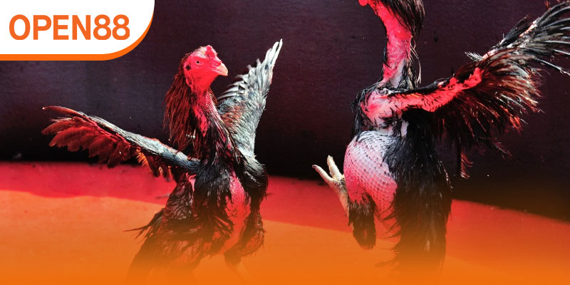 Đá Gà OPEN88 – Sân Chơi Đỉnh Cao Dành Cho Các Chiến Kê Hàng Đầu thumbnail
