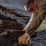 The Rise and Fall of Florida Oysters thumbnail