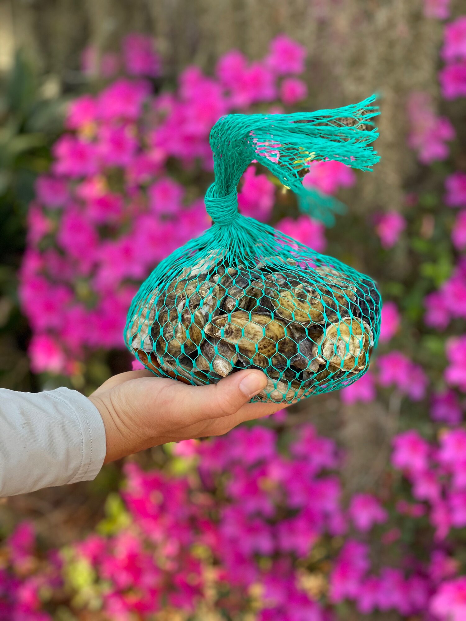 Salty Birds Sunday Market pick up. — Pelican Oyster Company thumbnail