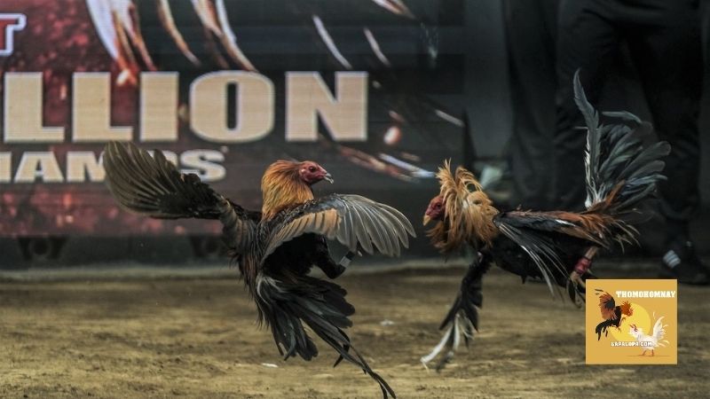 Xem Đá Gà Trực Tiếp Thomo Hôm Nay Thomohomnay C3 C4 C5 Campuchia thumbnail