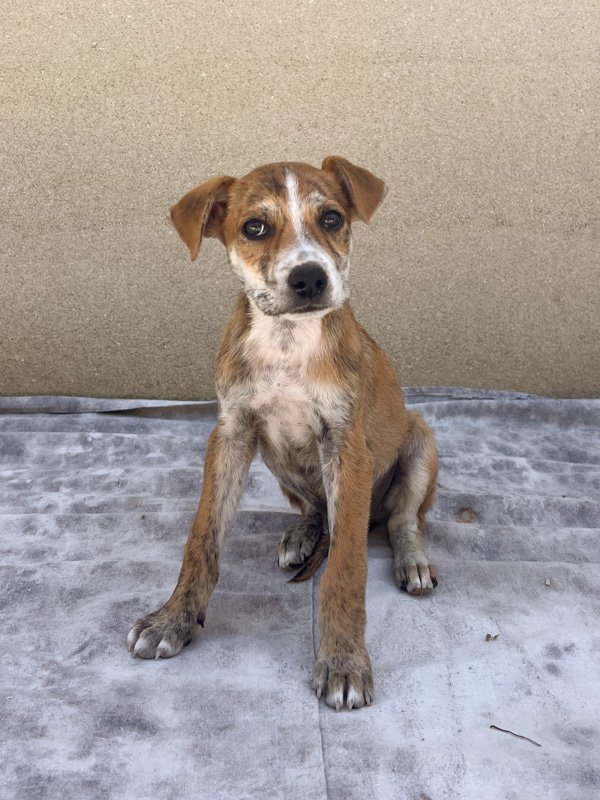 Adoptable Dogs thumbnail