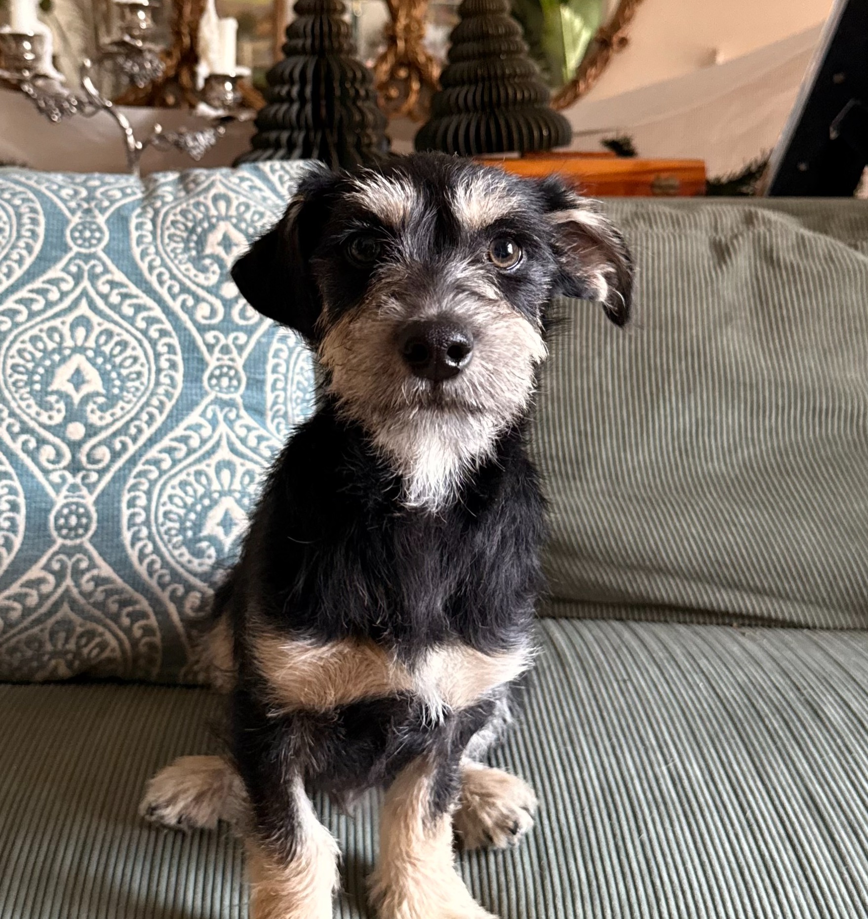 what my dogs eat! <3 thumbnail