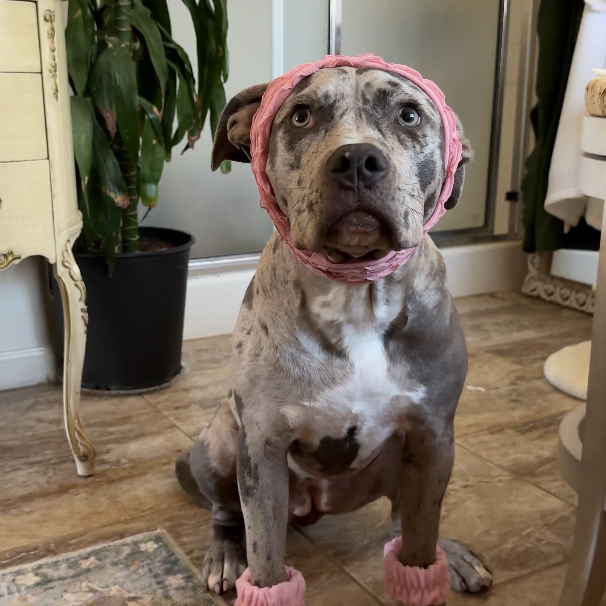 my dog's FAV food!! blue buffalo :) thumbnail