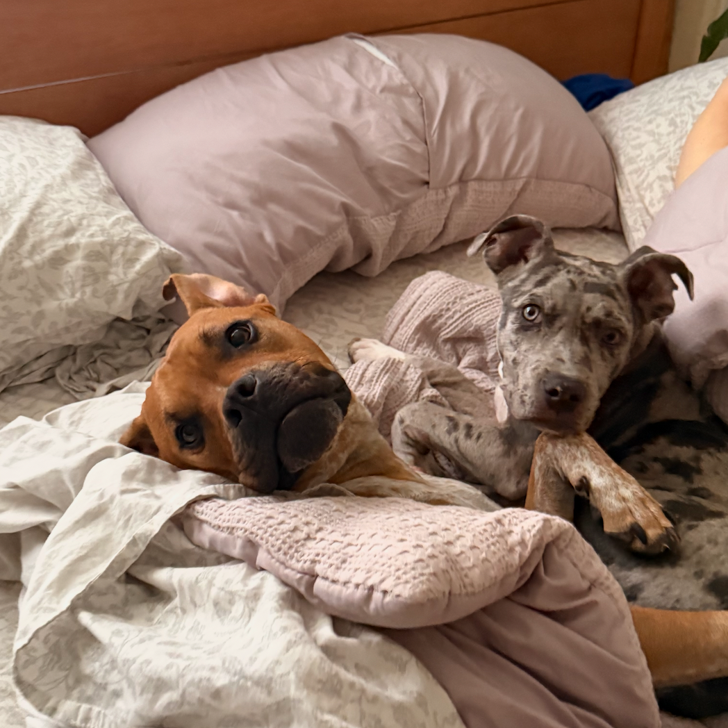 comfy pillows! <3 thumbnail