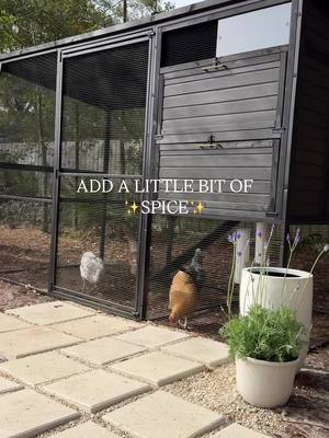 Let’s add a little bit of ✨spice✨ to my chicken coop!  Who says chicken keeping can’t be stylish AND functional? Sure, i