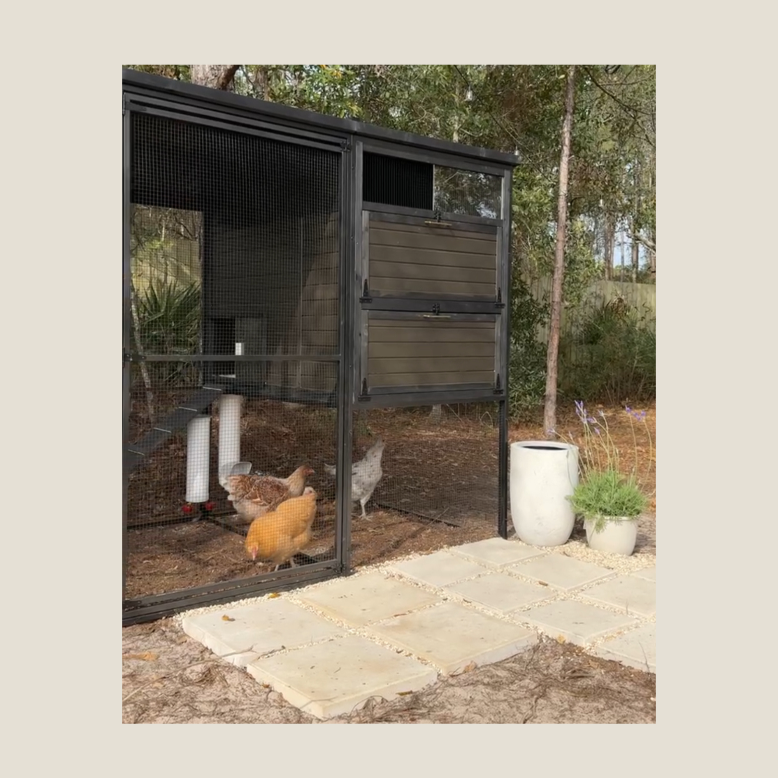 Black Chicken Coop | Zylina  thumbnail