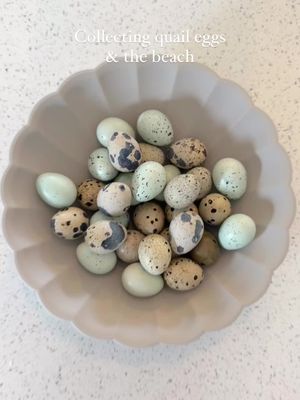 Collecting quail eggs & school time on the beach 🐚  This darker egg is from my Celadon quail, which lays light blue eggs