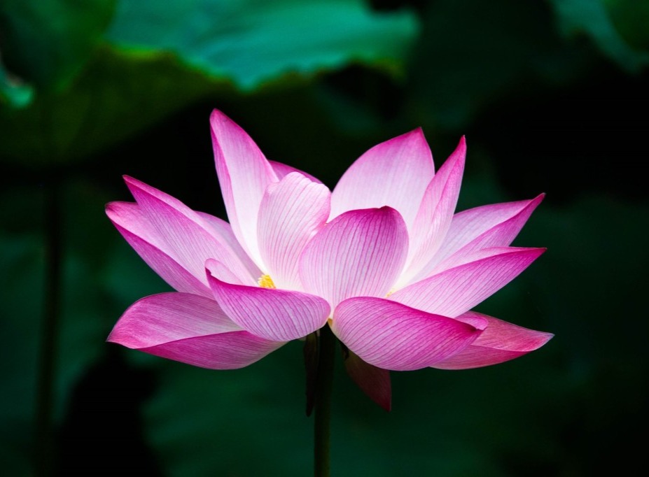 Carte des soins énergétiques thumbnail