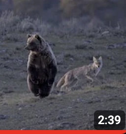 Youtube- Grizzly Bear vs. Coyote Pack thumbnail