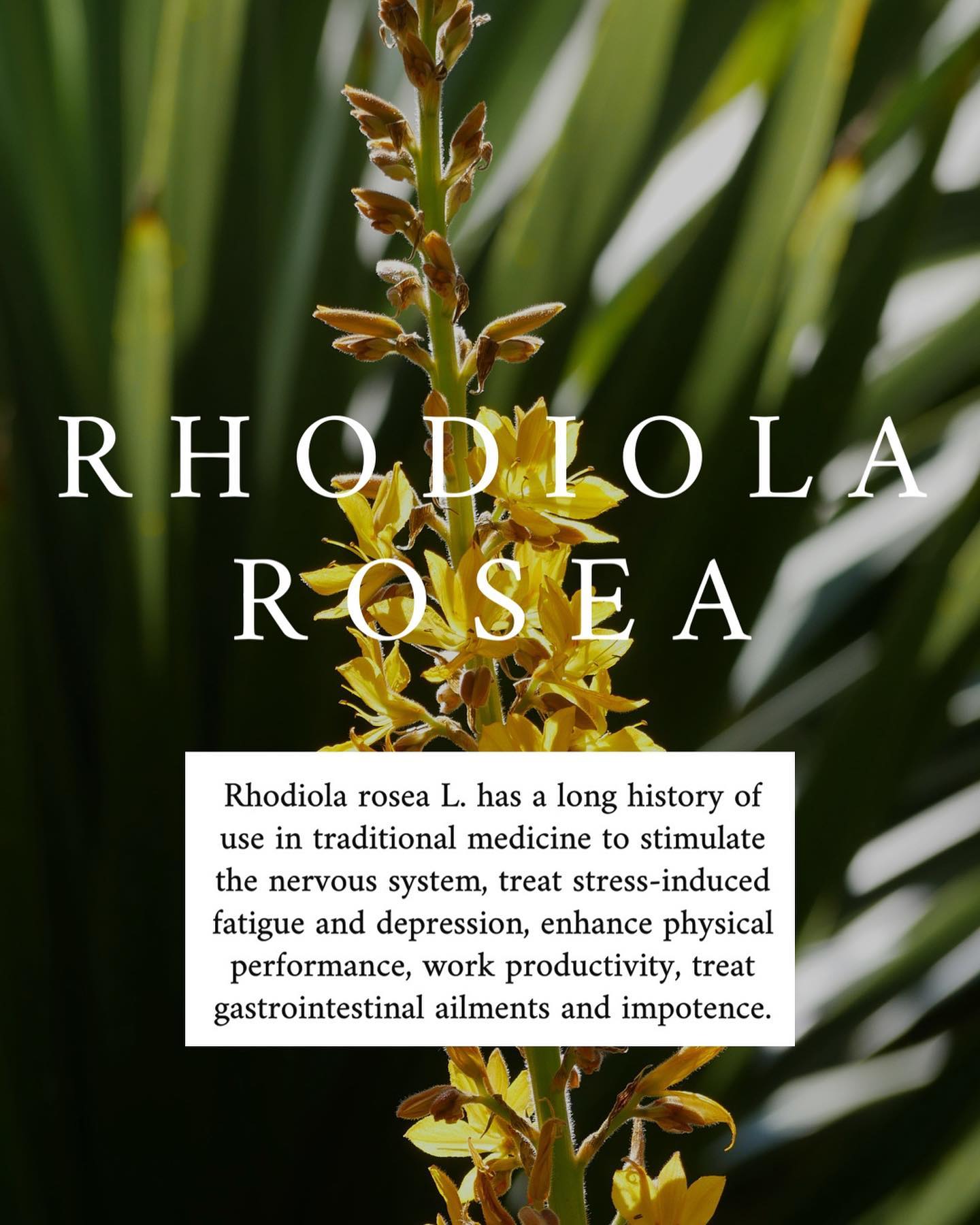 The majority of the studies conducted on rhodiola roses are related to its efficacy&nbsp;in terms of cognitive functions and 