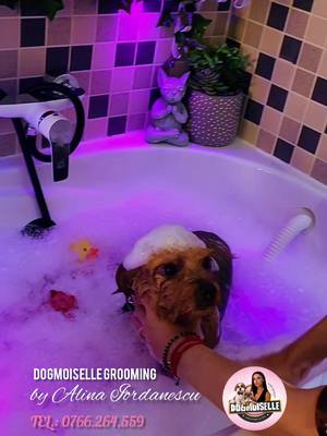 🐾🎉 Breaking news din lumea blănoșilor! 🎉🐾 Dogmoiselle Grooming își deschide oficial porțile pentru toți câinii și pisici