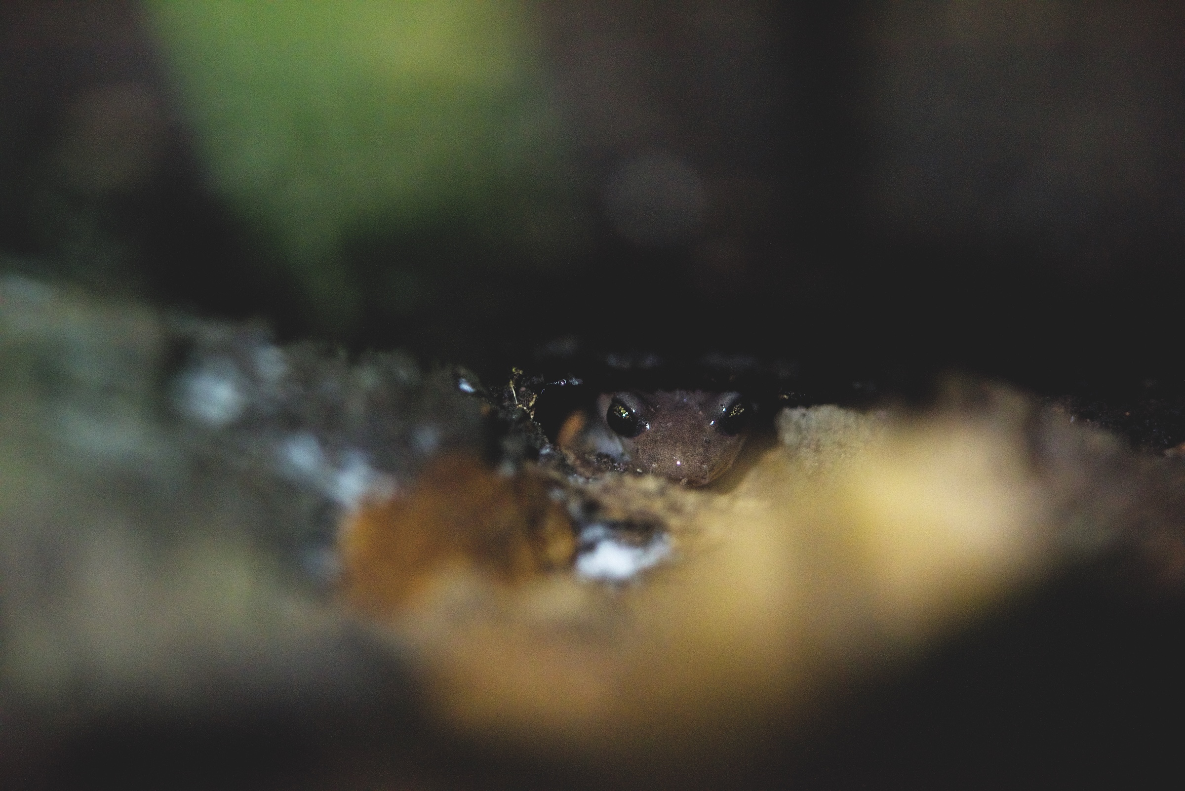 Being a Salamander thumbnail