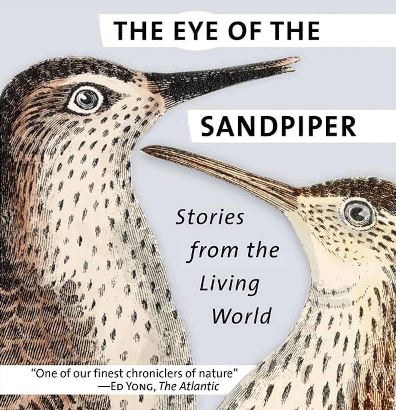 The Eye of the Sandpiper thumbnail