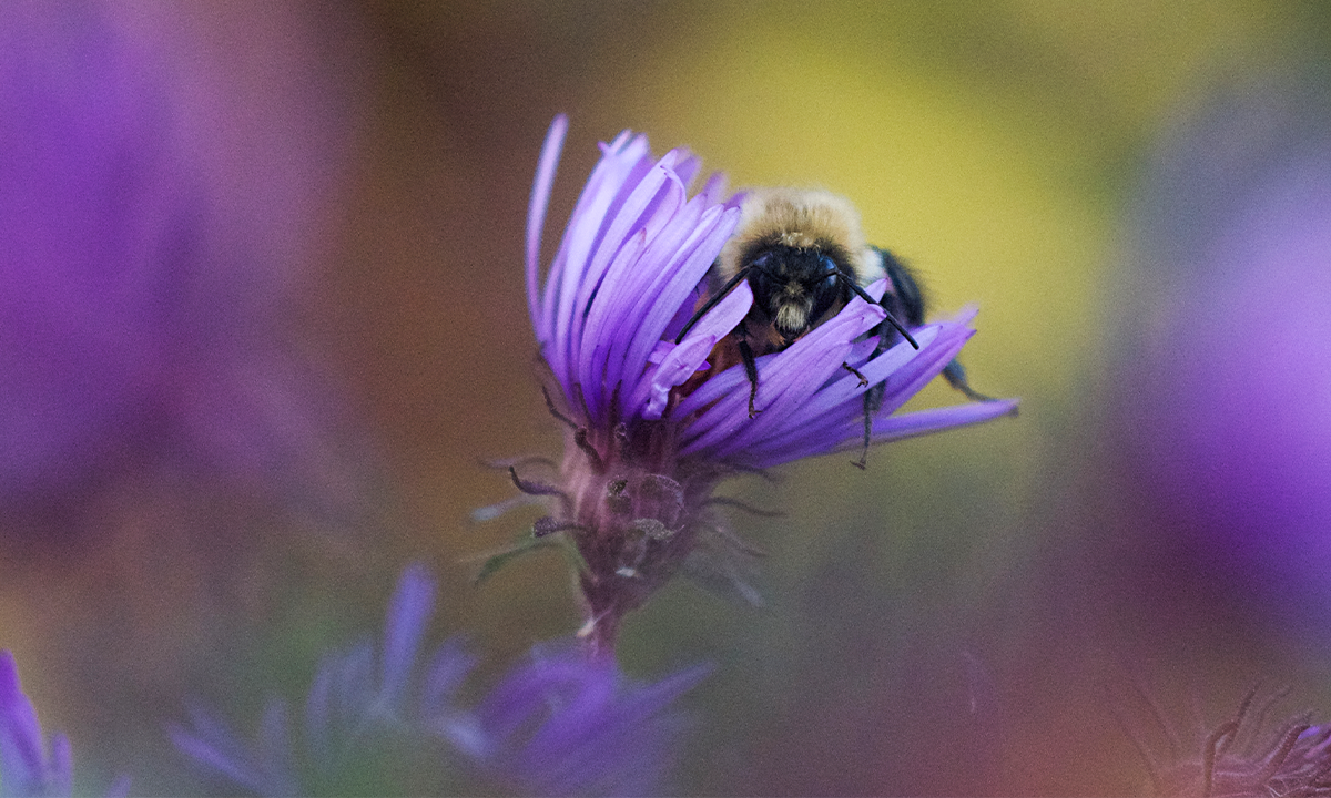 The Dreams of a Bumblebee in Autumn thumbnail