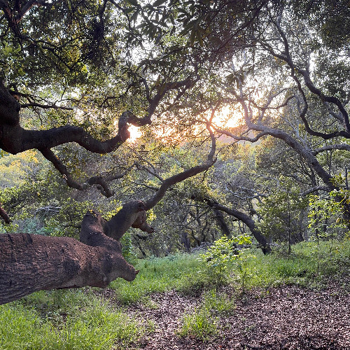 Soundscape: Dawn, Garber Park thumbnail