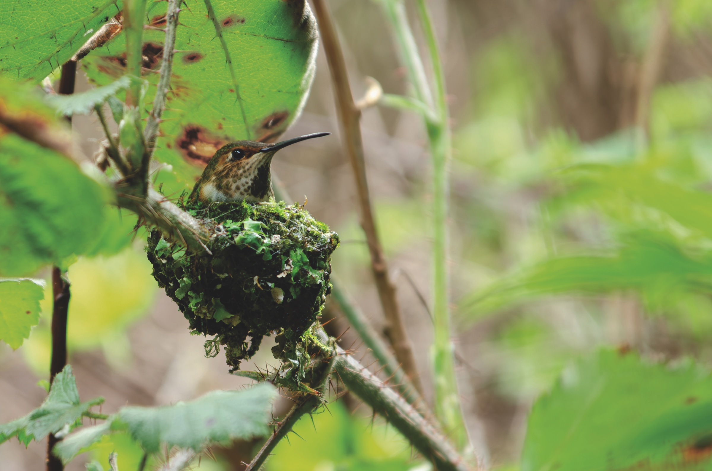 The Intelligence of Bird Nests thumbnail