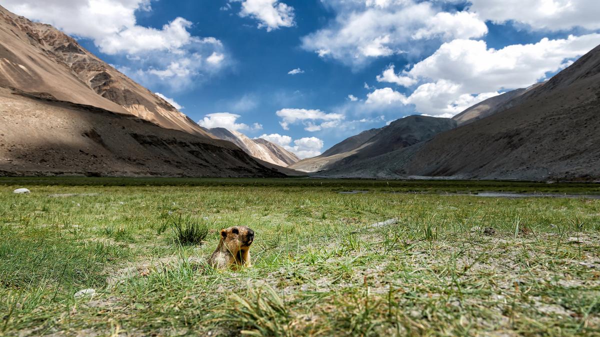 What if animals find beauty in the world, just like we do? thumbnail
