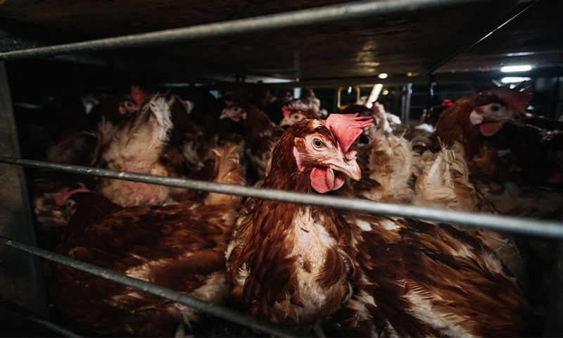 The Unnatural History of Bird Flu thumbnail