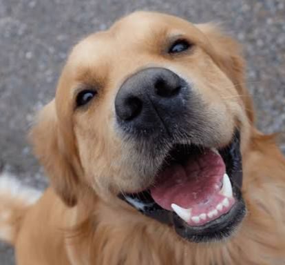 Exclusivo para CONSULTA e CAPTAÇÃO PARTICULAR  thumbnail