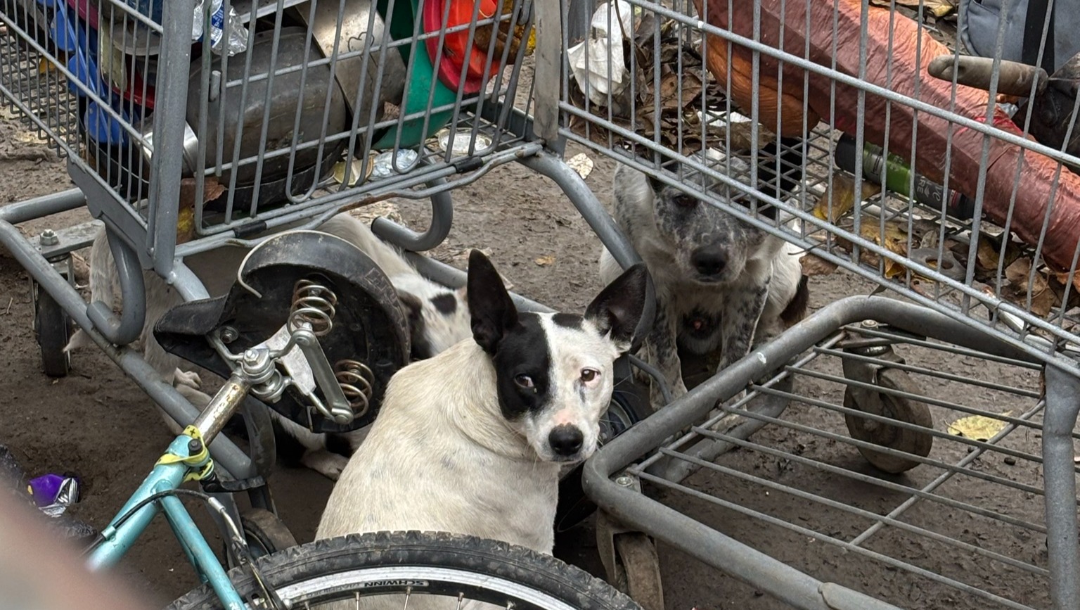 Donate to Help & Save Abandoned Dogs 🐶 thumbnail