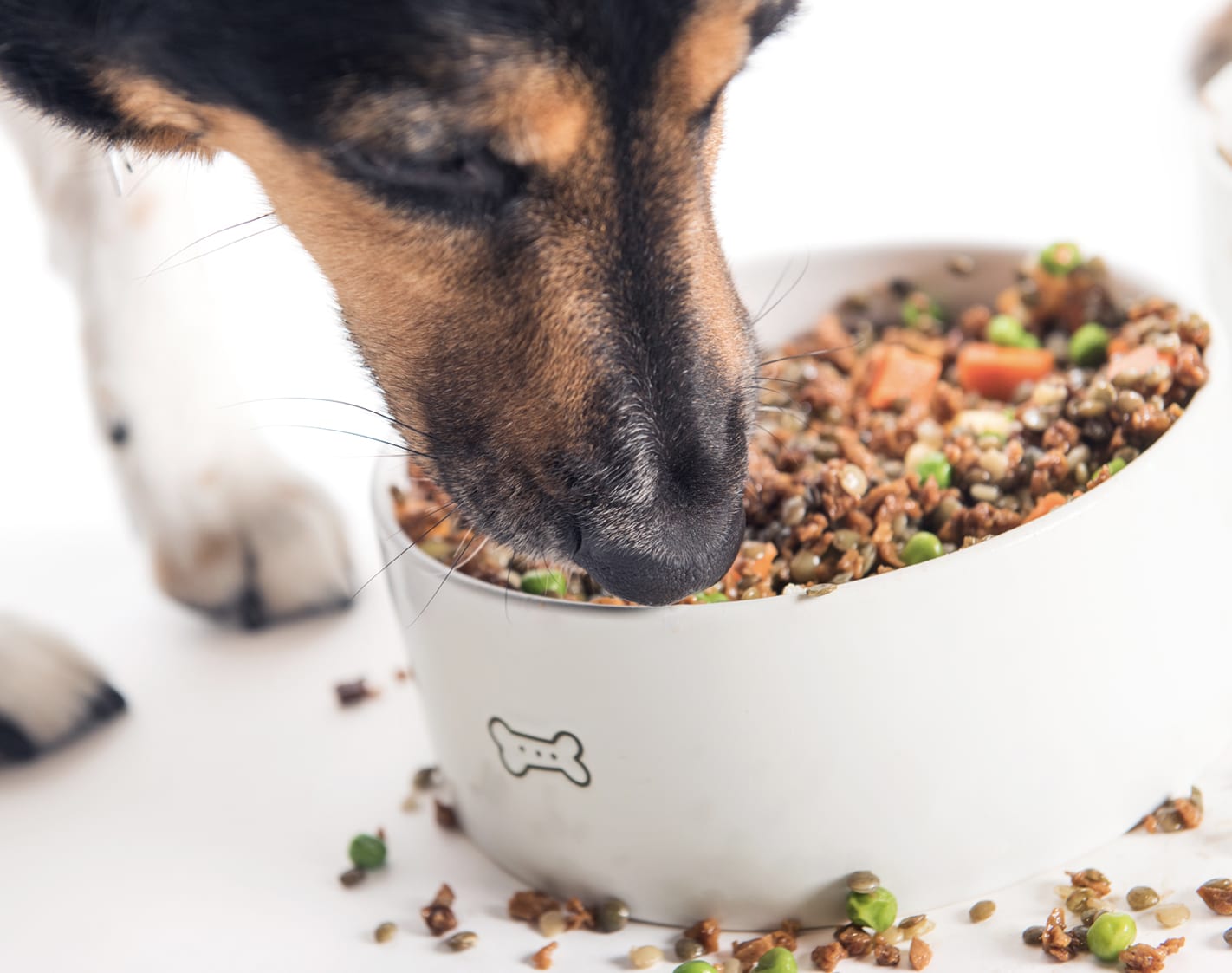 SHOP Bramble Dog Food 30% OFF w/code FENIX thumbnail