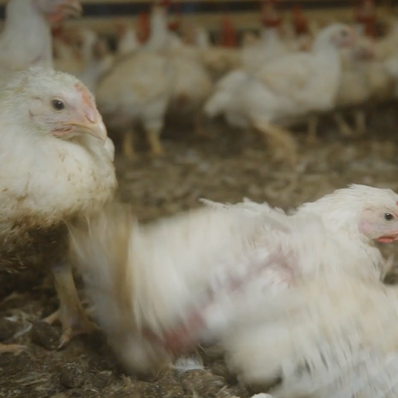 Frankenchickens – Take Action  ✍️  thumbnail