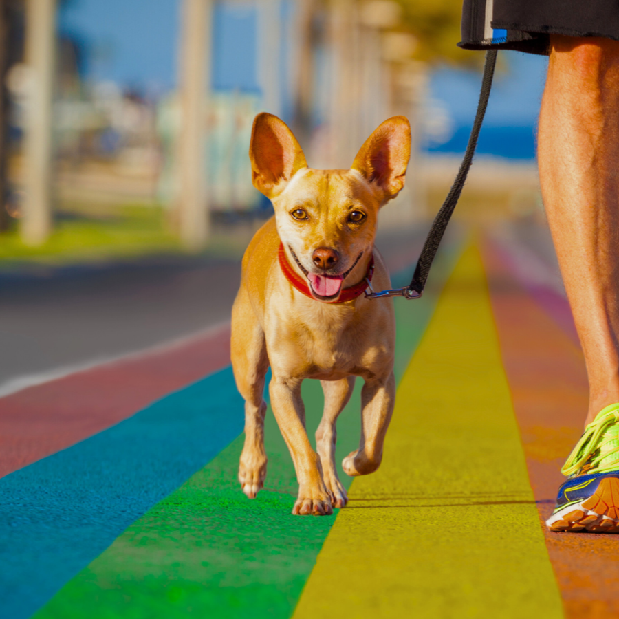 'Rainbow Bridge Club' Pet Grief Support 🌈  thumbnail