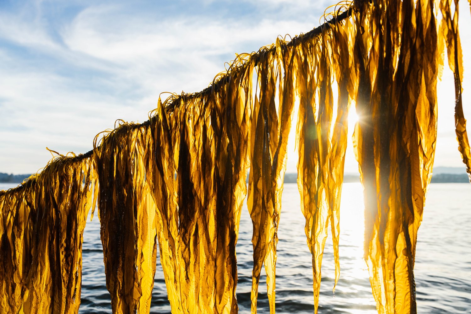 Seaweed Rising: A Silent Force Against Climate Change — RYSIT thumbnail