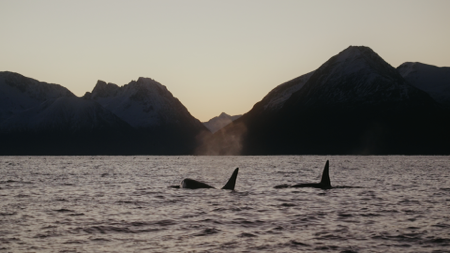 New Film! Killer Whales in the Polar Night Norway thumbnail