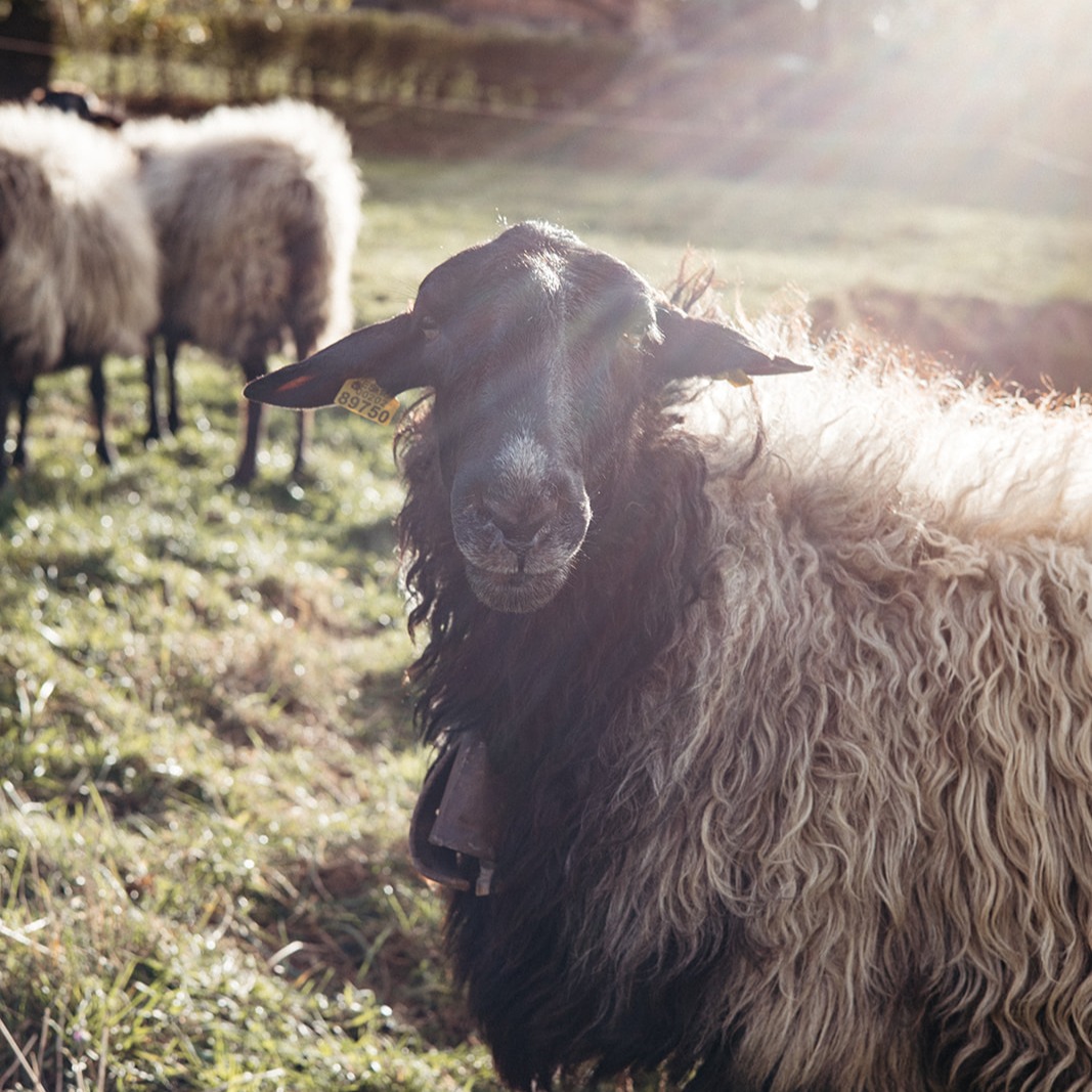 Agricultural and Rural Inspiration Awards 2025: Shaping tomorrow together | EU CAP Network thumbnail