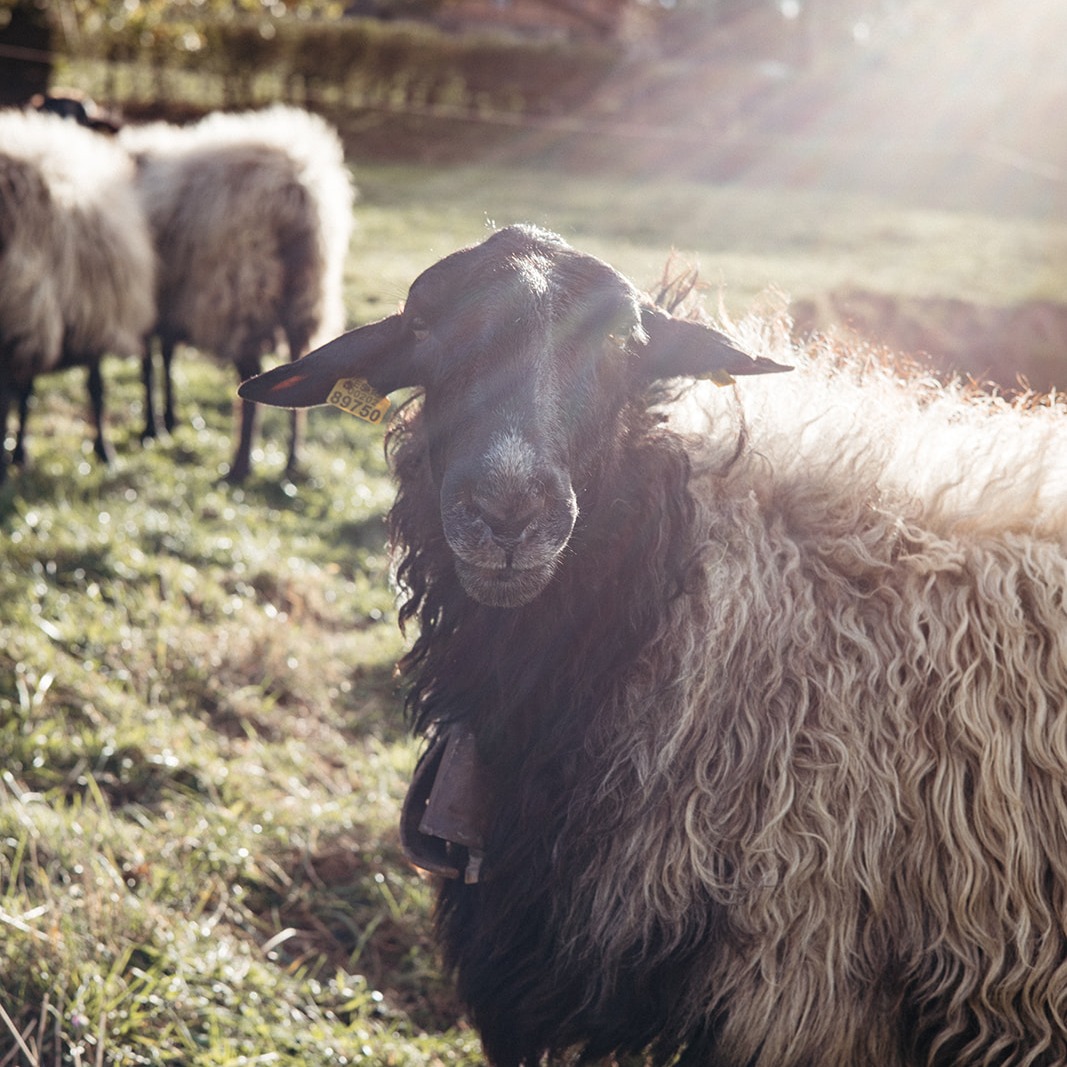 ARIA. Agricultural and Rural Inspiration Awards 2025: Shaping tomorrow together | EU CAP Network thumbnail