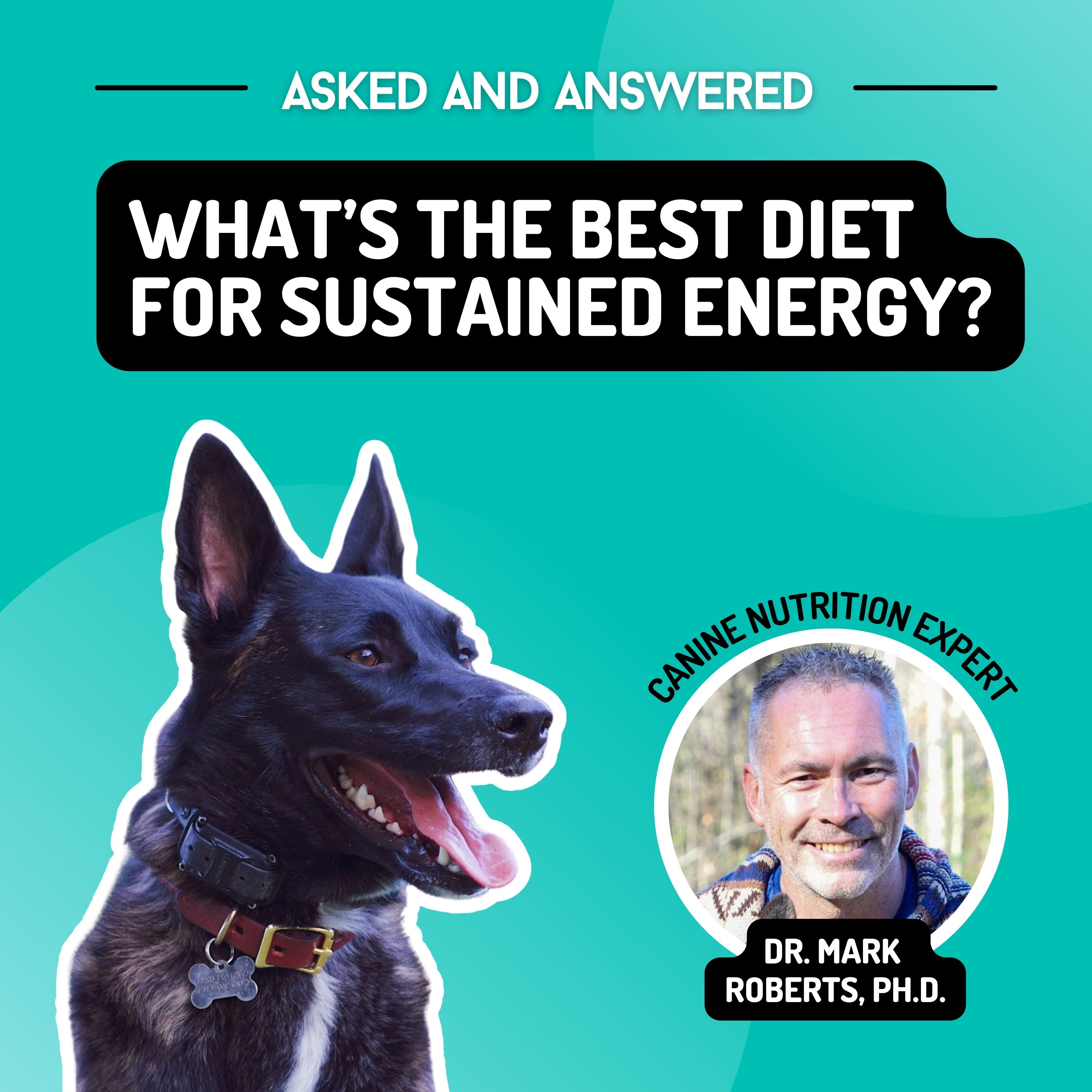 High-fat diets & sustained energy thumbnail