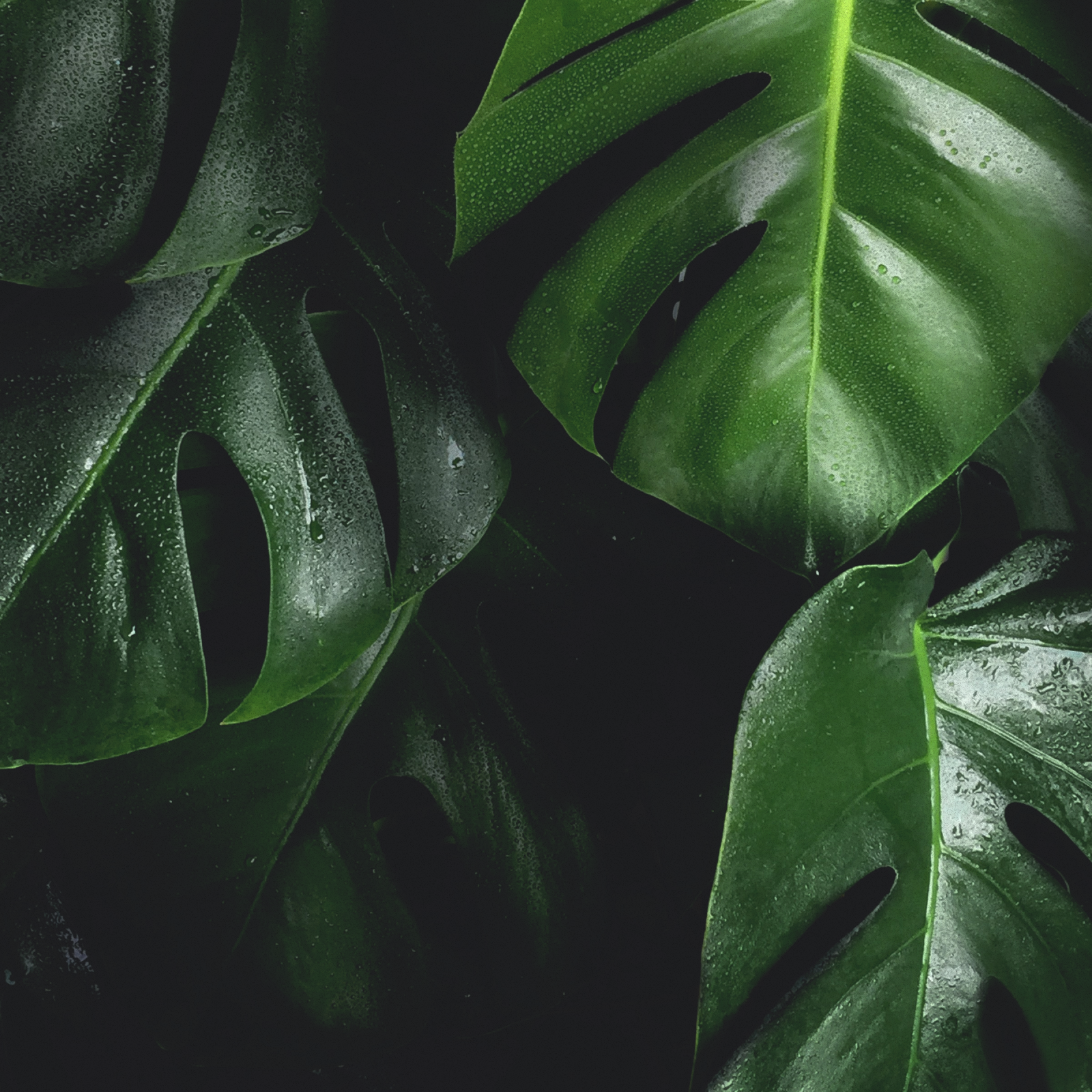 💌 Purchase a gift card here thumbnail