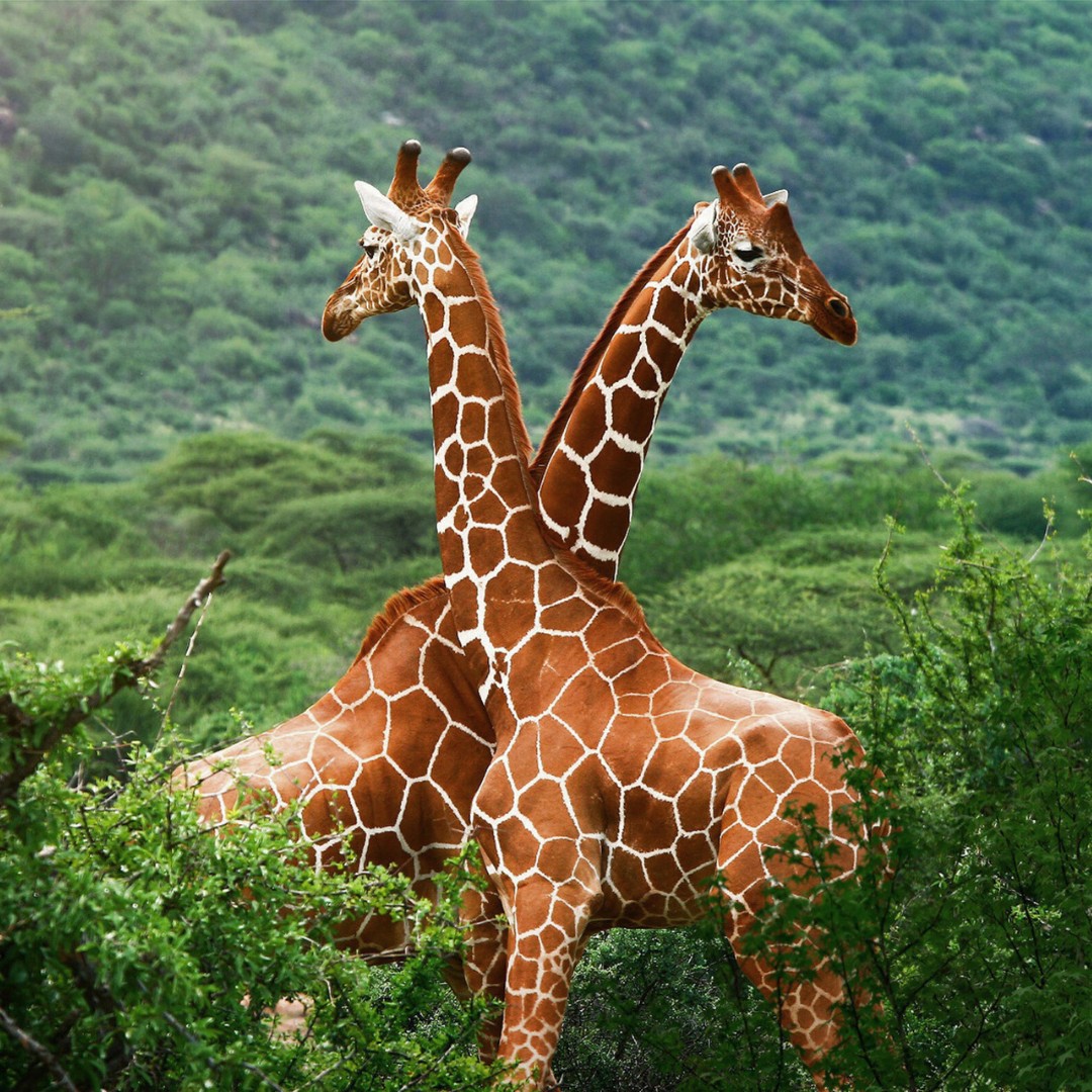 🦒 Living with neck pain can feel like an uphill battle, but every challenge presents an opportunity for growth and trans