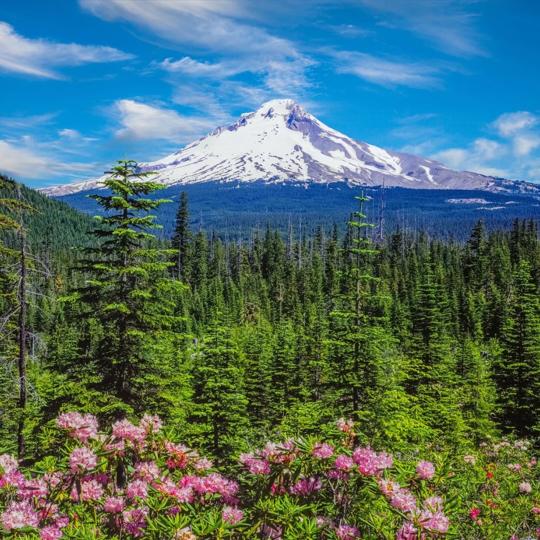Spring is here, and it’s breathtaking! 🌸 With every flower blooming and the world bursting with energy, now’s the perfec
