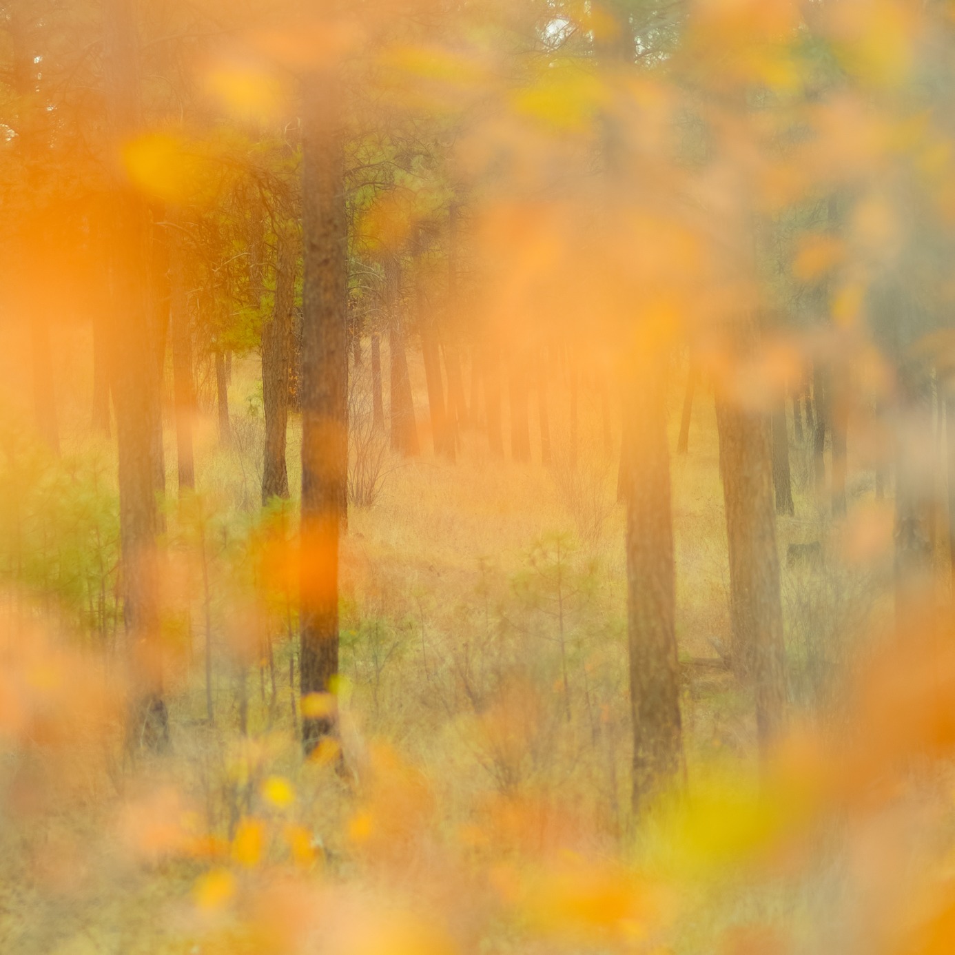 The New York Times - The Wood Wide Web thumbnail