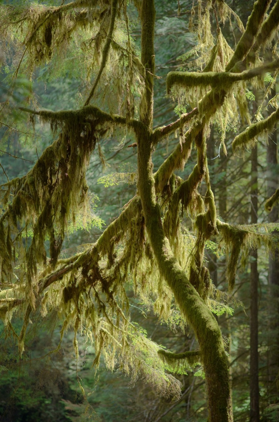 The New York Times - 36 Hours in Vancouver  thumbnail