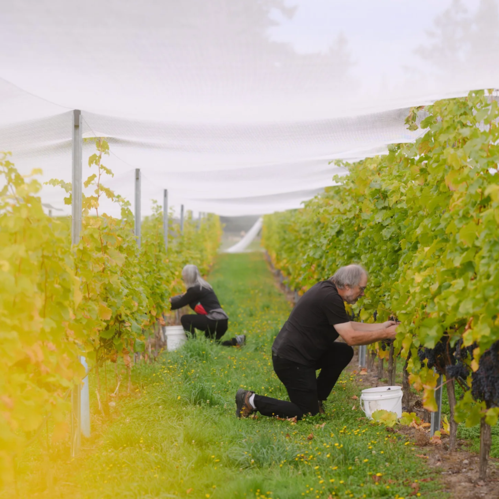 Gulf Island Story - The New York Times - By Ferry or Floatplane, 4 Enchanting Coastal Getaways From Vancouver thumbnail