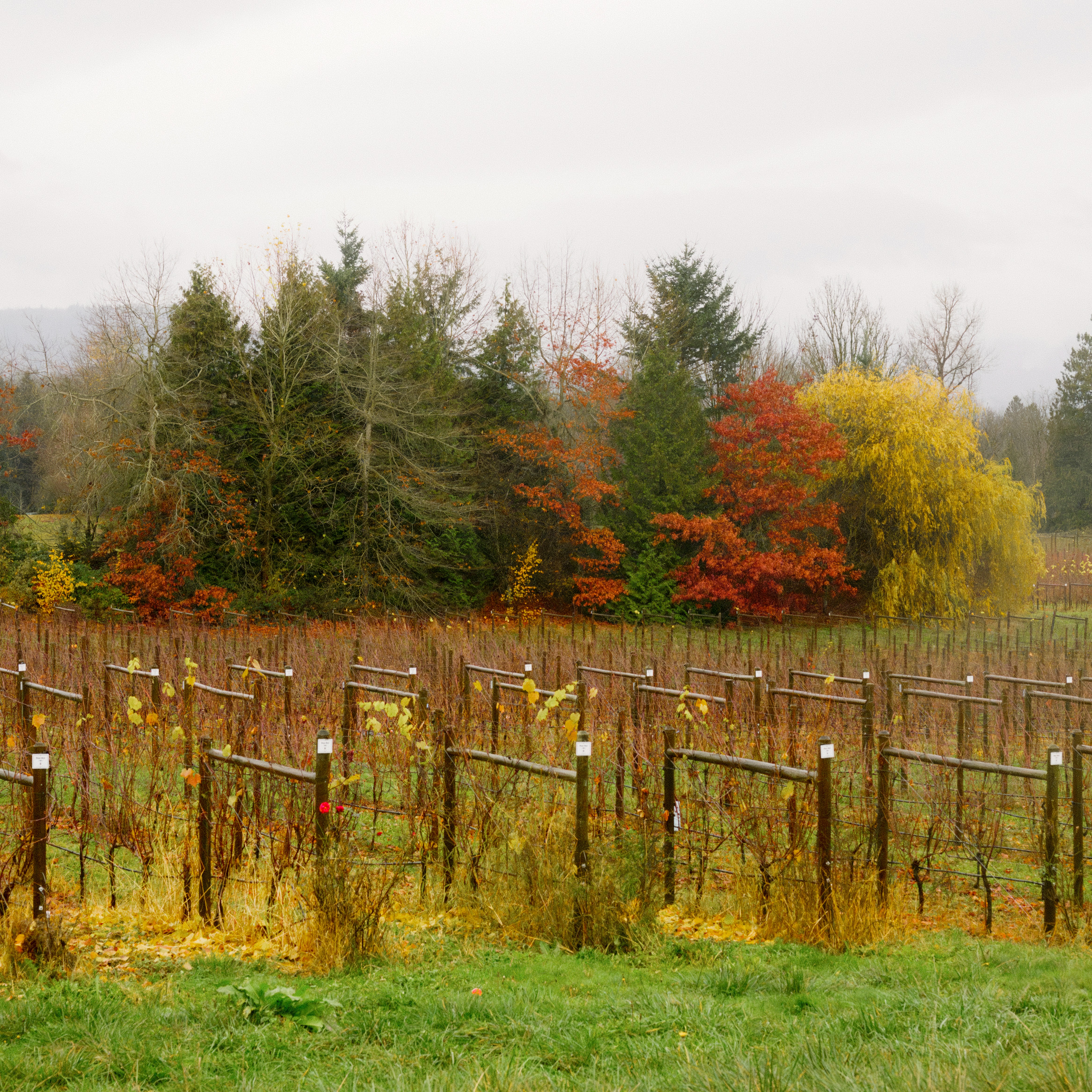 The New York Times - Canadians Go ‘Elbows Up’ for Homegrown Wine Over Trump’s Trade War thumbnail