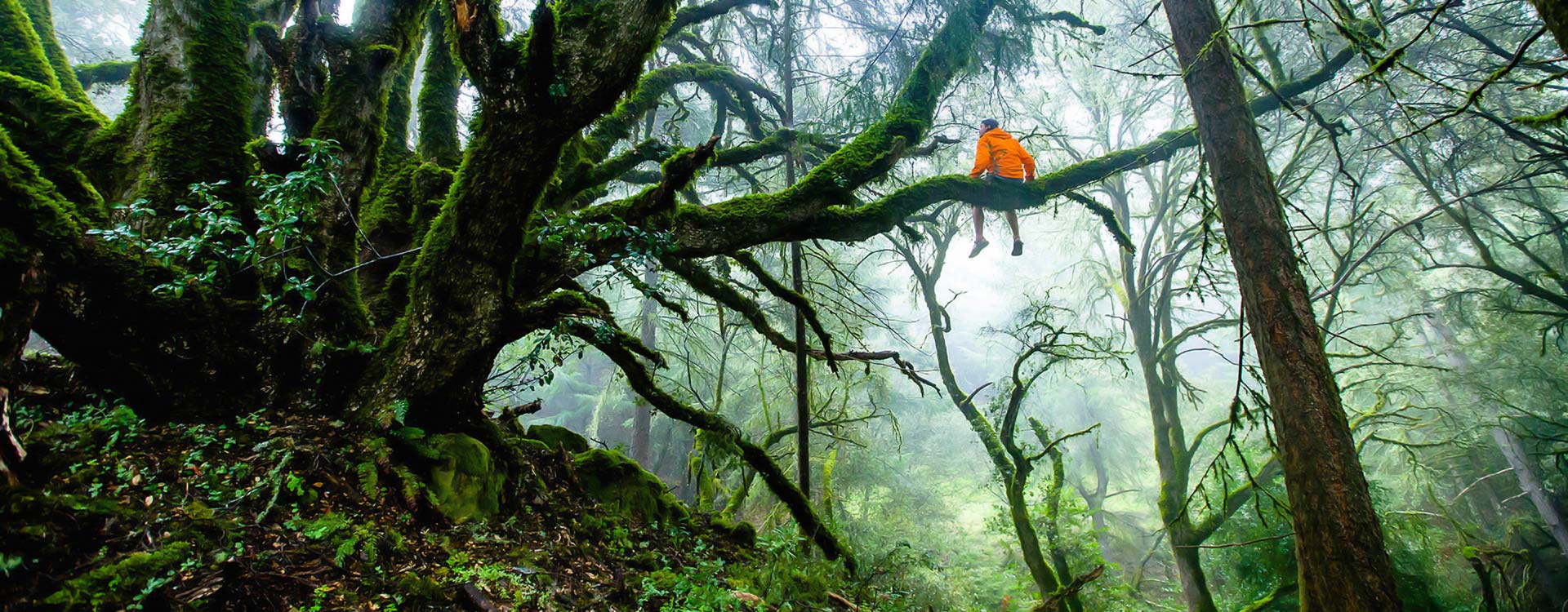 Plant Trees in The Forest of URTHA thumbnail