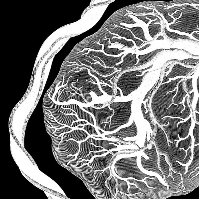 Wie die Plazenta die Hirnentwicklung des Kindes beeinflusst (Spektrum der Wissenschaft Text) thumbnail