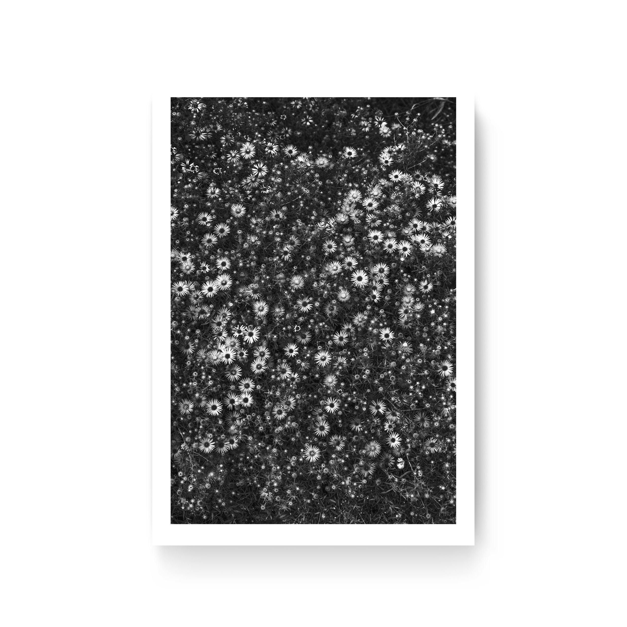 Édition Limitée à 10 Tirages thumbnail